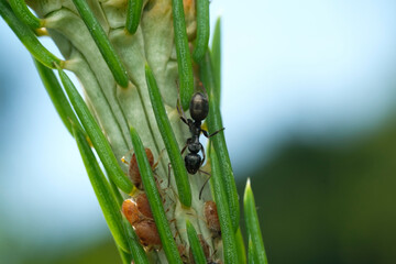 Ants and aphids on a branch, an ant guards an aphid, a spider attacks an aphid