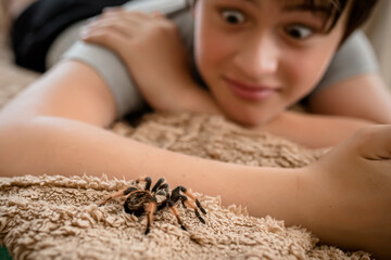 The boy looks with surprise at the huge scary spider crawling on the bed. brave boy plays with huge spider Brachypelma albopilosum. Treatment of arachnophobia.