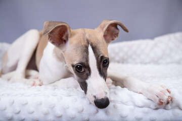 Obraz premium portrait of a dog