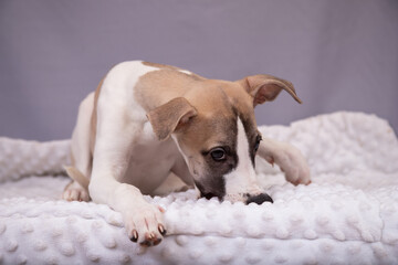 portrait of a puppy