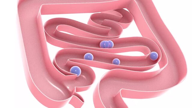 3d animation of gases passing through the large and small intestine. Digestive system with natural colors, top view cut out cut out on white background.