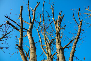 Cropped tree against the sky - 560256226
