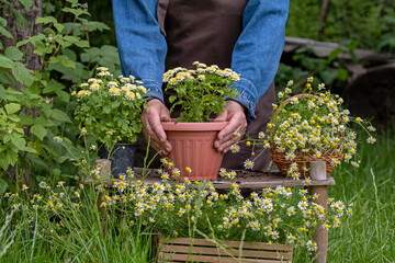 Growing flowers in garden. Gardening and floriculture. Gardener woman planting beautiful garden chrysanthemum and chamomile flowers. Preparing plants to be planted into flowering pots