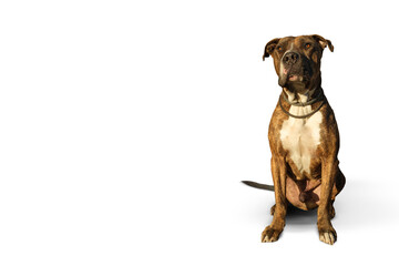 Pitbull dog on a white background he has a facial paralysis.