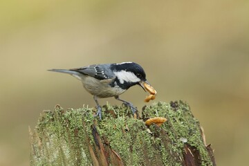 Coal tit, (Parus ater), sýkora úhelníček on the branch