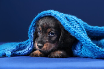 Cute little dachshund puppy under a blanket