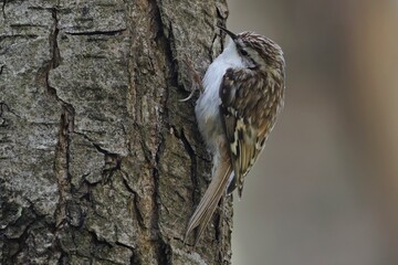 The Eurasian treecreeper or common treecreeper (Certhia familiaris)