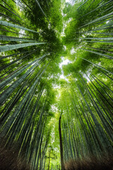 Fototapeta na wymiar 京都嵐山の竹林