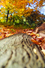 Fall Forest