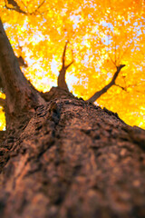 Fall Forest