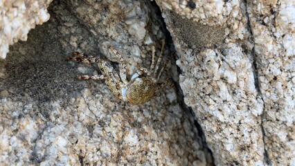 Cangrejo dorado en piedra