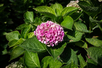 Close up Pink Hydrangea flower in bloom