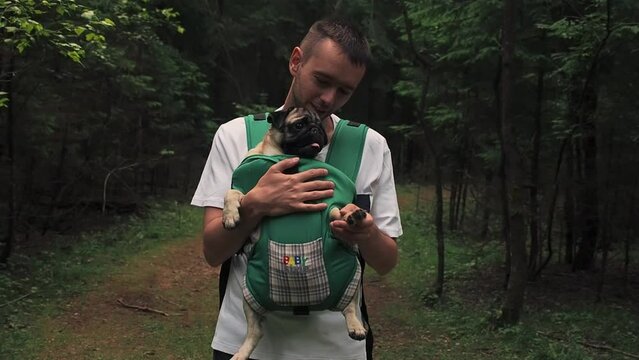 Cute dog pug sitting in the ergo device babycarrier or sling kangaroo carrier. Pet dog like a baby. Happy parenting and concept Childfree
