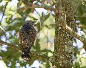 Buteo Platipterus, Broad winged Hawk perched