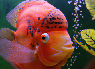 Kolorowa ryba w wodzie.