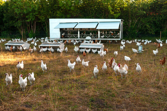 Kleine Gefl&uuml;gelfarm mit freilaufenden H&uuml;hnern
