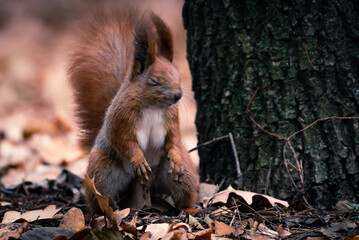 Little red squirrel sits in the meadow in autumn. Wild animal in nature. Cute animal in the park.