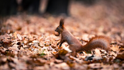 Little red squirrel sits in the meadow in autumn. Wild animal in nature. Cute animal in the park.