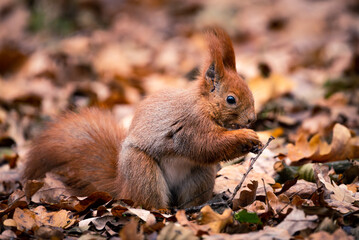 Naklejka na ściany i meble Little red squirrel sits in the meadow in autumn. Wild animal in nature. Cute animal in the park.