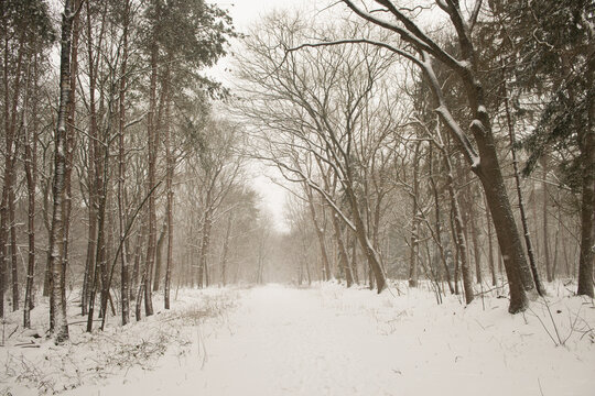 path in winter forest and snow covered trees