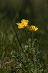 Obraz premium yellow flowers