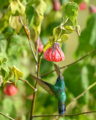 Colibri Coruscans, Sparkling Violetear feedeing on Abutilon