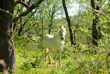 White horse stands in the wilds