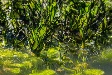 swamp in the forest in summer. saturated shades of green