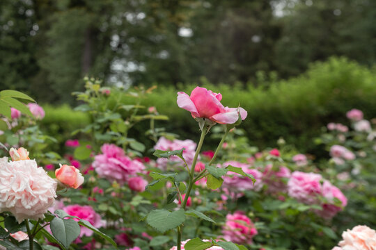 blooming rose bushes in the garden in summer