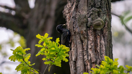 common starling holds worms in his beak and sits on the tree trunk near a hollow with chicks....