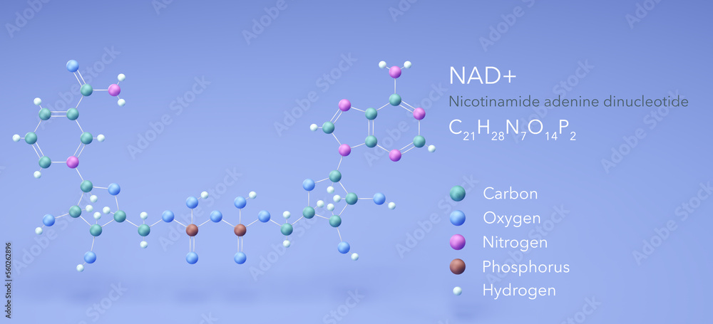 Wall mural molecule nad+, molecular structures, Nicotinamide adenine dinucleotide 3d model, Structural Chemical Formula and Atoms with Color Coding