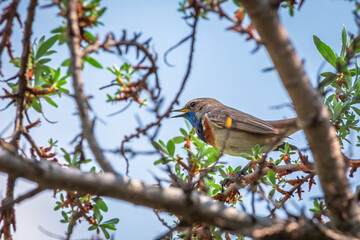 Male Bluethroat sitting on the tree branch. Fresh new leaves in spring. Colorful wild bird with blue and orange throat feathers.