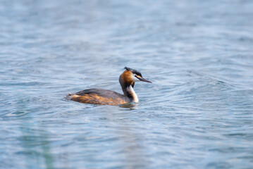 Great Crested Grebe bird swimming in the  ponds blue water. Exotic bird with beautiful plumage