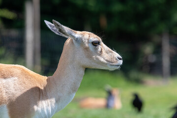 Obraz premium Head shot of a blackbuck (antilope cervicapra) doe