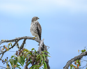 Buteo Platypterus, Broad winged Hawk perched