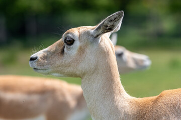 Head shot of a blackbuck (antilope cervicapra) doe