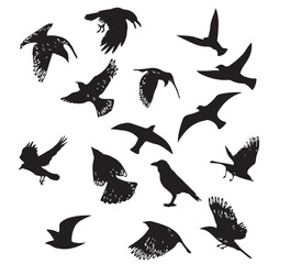 set of birds