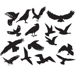 Obraz premium set of birds