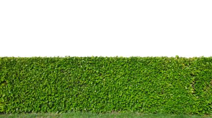 Haie de laurier palme	