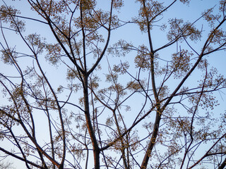 Dark branches against the sky. Umbrella plant. Tree silhouette. Evening nature.