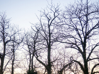 Dark branches against the sky.   Tree silhouette. Evening nature.