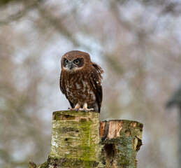 Owl