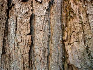 Wrinkled bark of an old tree. Brown coating of the tree. Background from natural element. Southern tree bark.