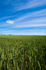 schönes Getreidefeld - Landwirtschaft