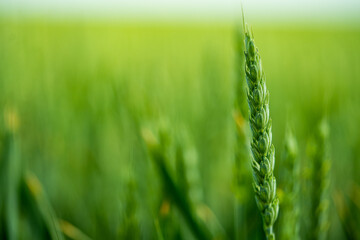 Nahaufnahme auf Getreide - Roggenernte - grüner Hintergrund