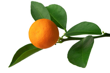 a branch of an orange or tangerine tree with fruits and flowers, isolated on a white background	