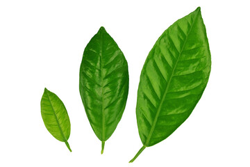 a branch of an orange or tangerine tree with fruits and flowers, isolated on a white background	