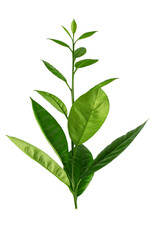 Fototapeta premium a branch of an orange or tangerine tree with fruits and flowers, isolated on a white background 