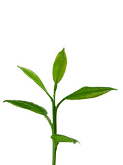 a branch of an orange or tangerine tree with fruits and flowers, isolated on a white background	