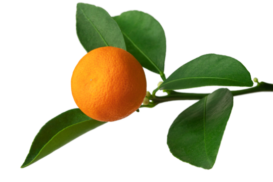 a branch of an orange or tangerine tree with fruits and flowers, isolated on a white background	